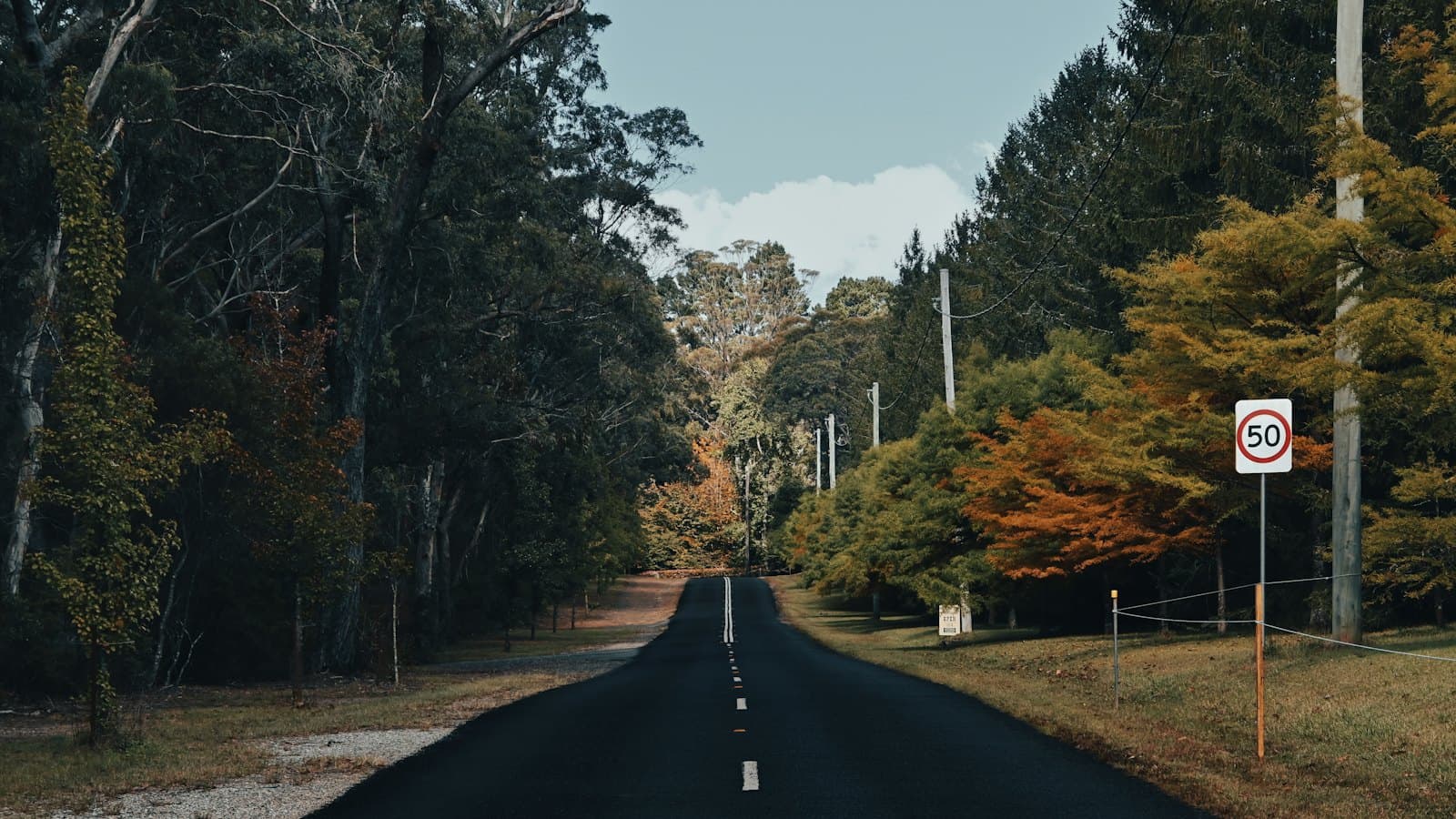 A quiet tree-lined country road with a 50 speed sign in regional Australia