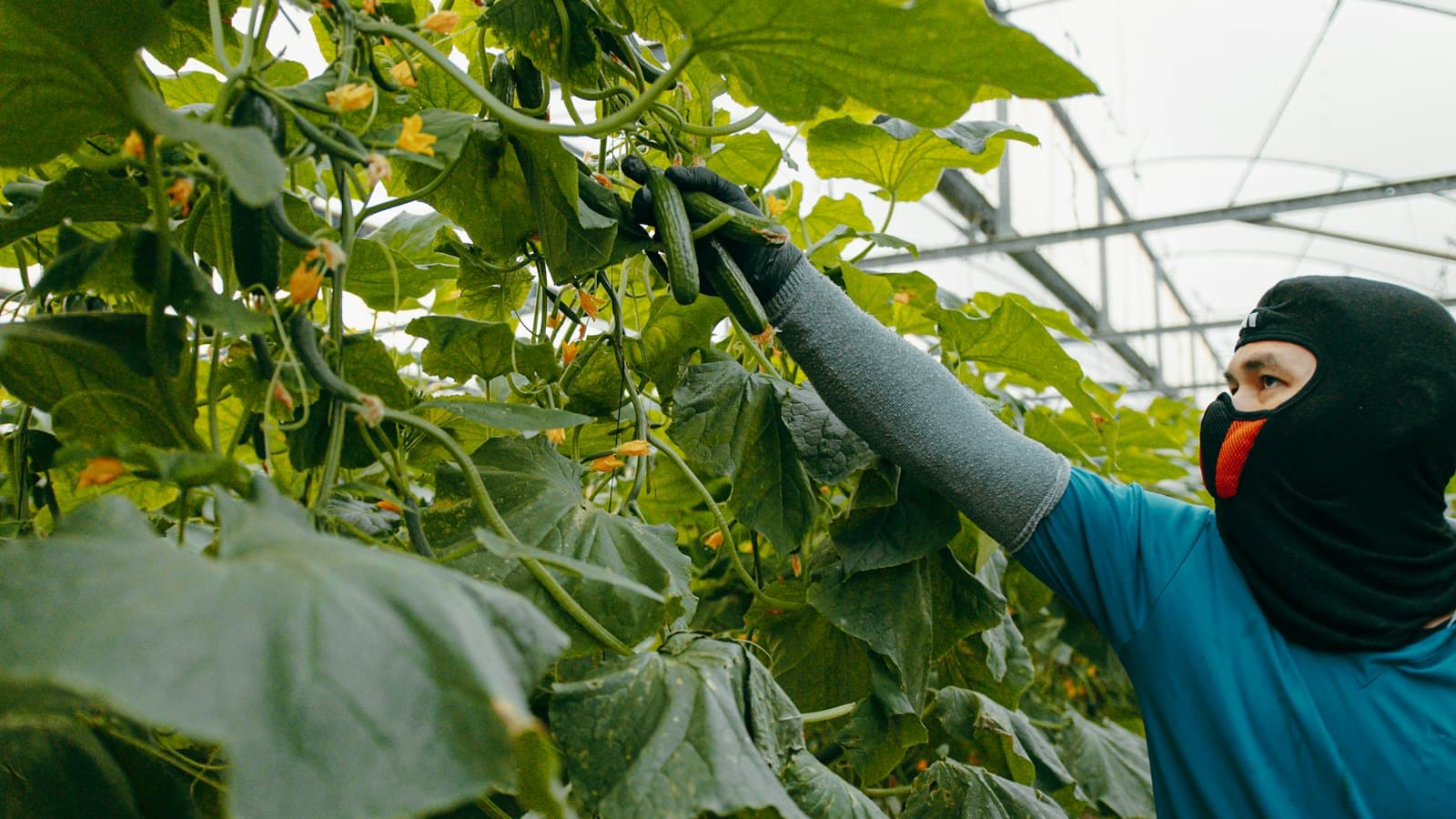 A farm worker in a protective face covering harvesting cucumbers inside a greenhouse