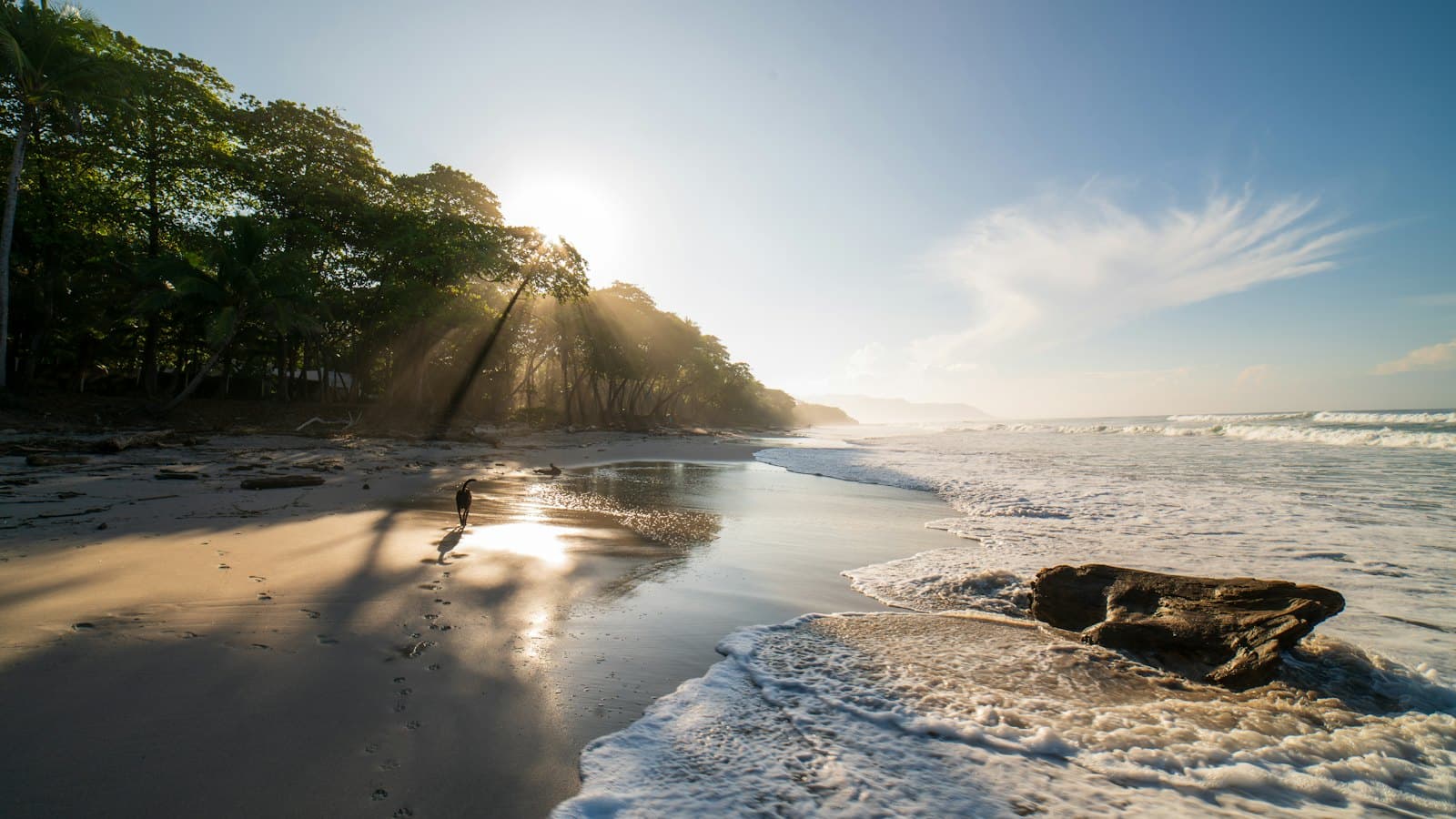 Sun shining through trees onto a quiet tropical beach with a dog by the waves