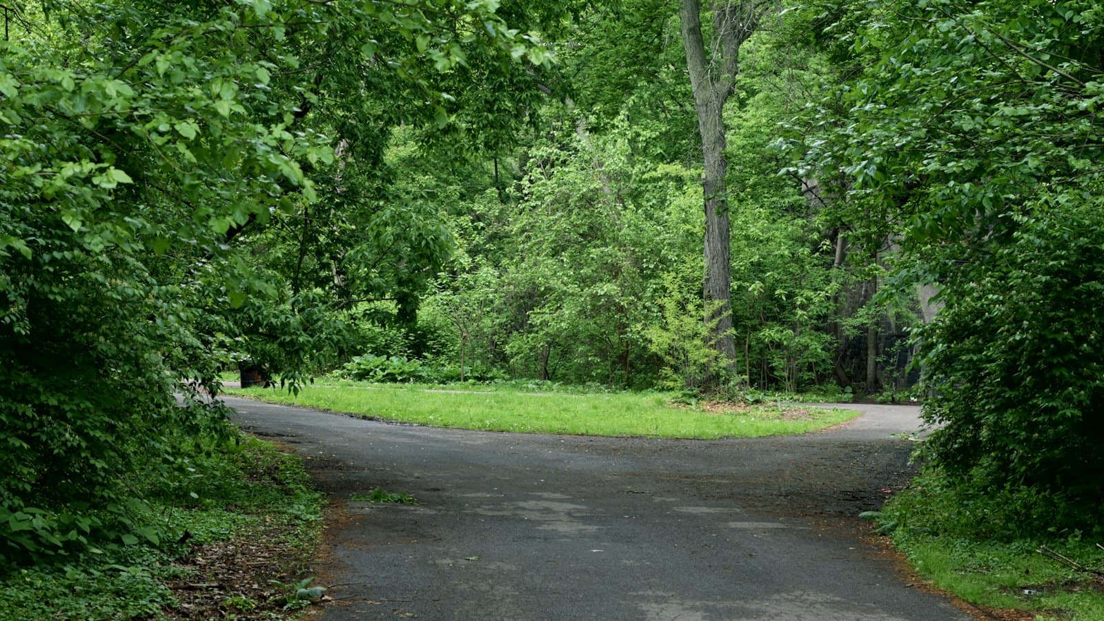Paved road splitting into two paths between green trees