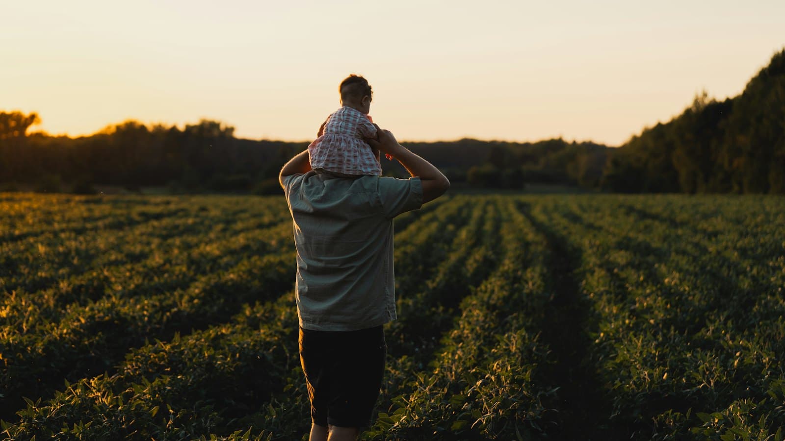A father carrying his young child on his shoulders across a crop field at sunset
